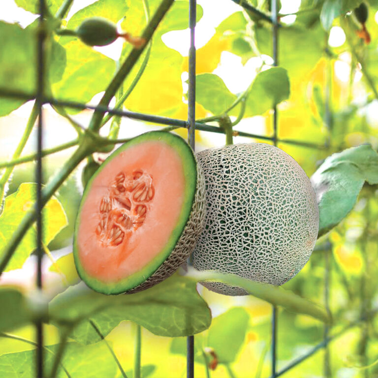 BULK 1kg – melon F1 (ME GL 01) - PT. Indoseed Agri Makmur