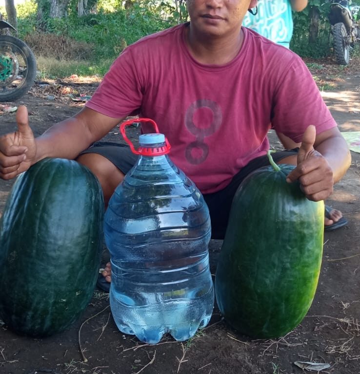 BULK 1kg – semangka F1 (WM 2001) - PT. Indoseed Agri Makmur
