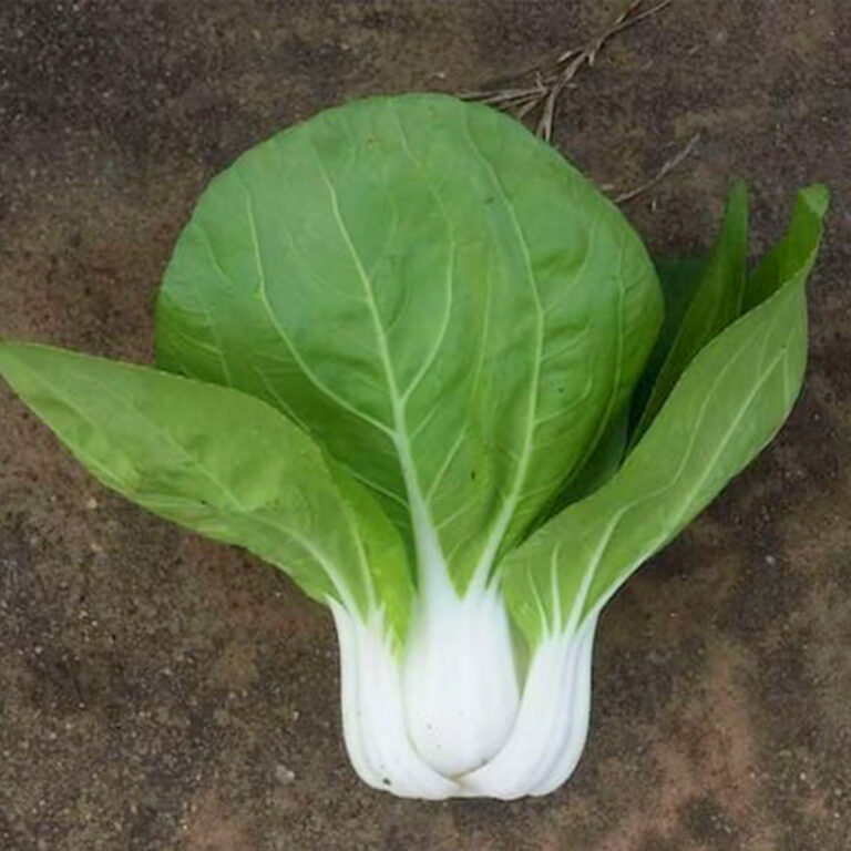 BULK 1kg – pakcoy white F1 (PCW 03) - PT. Indoseed Agri Makmur