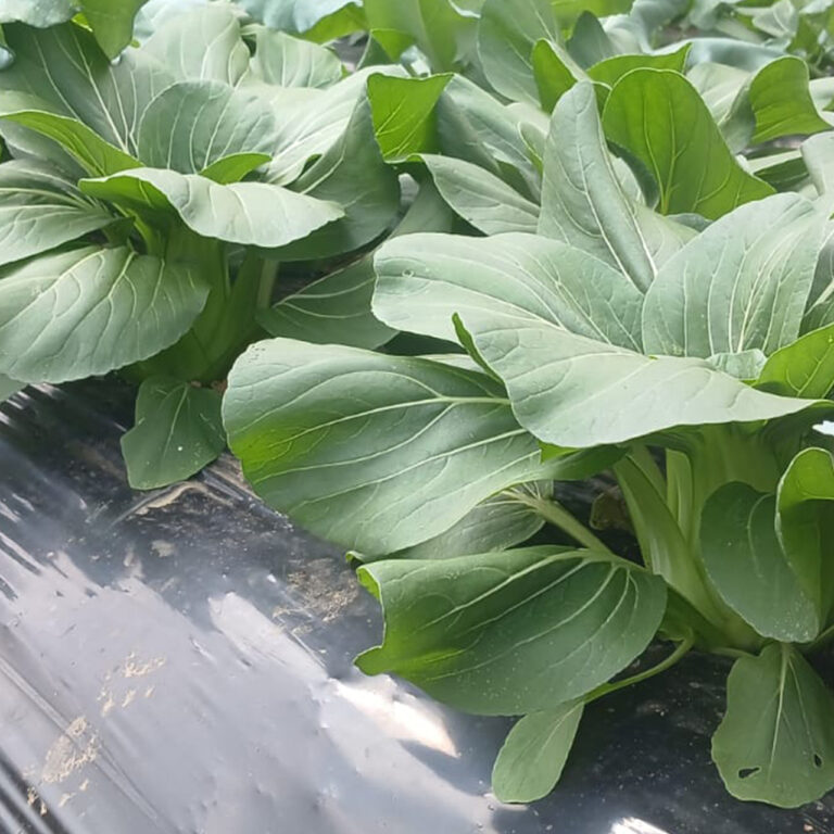 BULK 1kg – pakcoy F1 (PC 01) - PT. Indoseed Agri Makmur