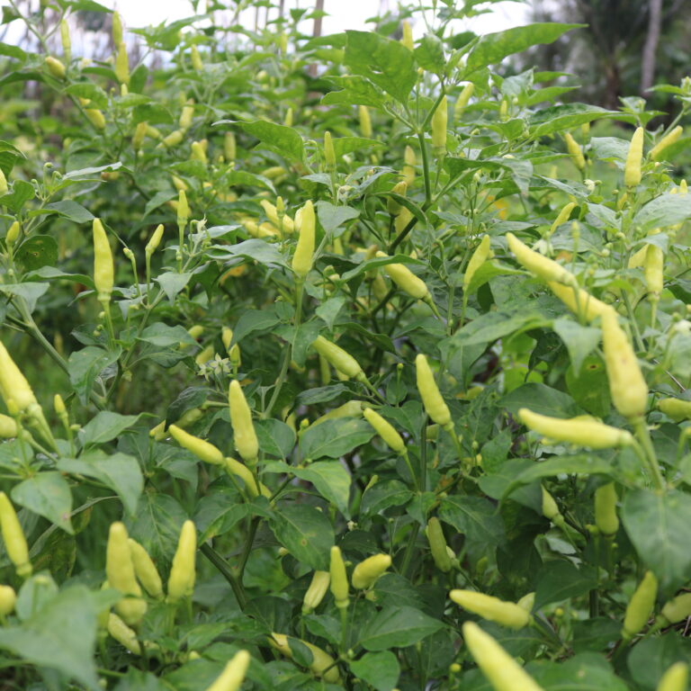 BULK 1kg – cabai OP (SKY) - PT. Indoseed Agri Makmur