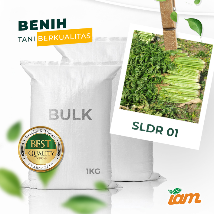 BULK 1kg – seledri F1 (SLDR 01) - PT. Indoseed Agri Makmur