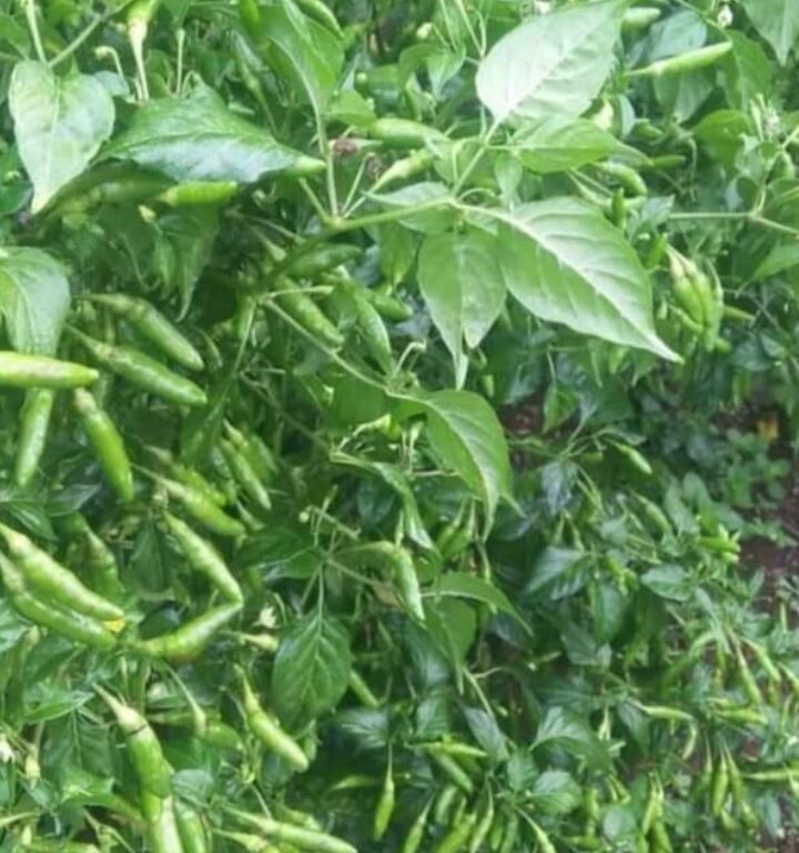 BULK 1kg – cabai OP (HP 23018) - PT. Indoseed Agri Makmur
