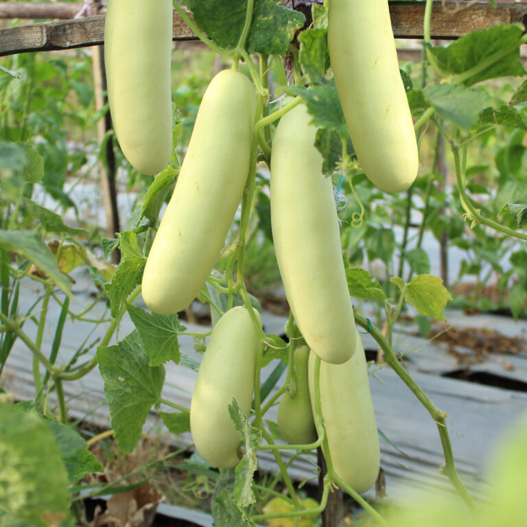BULK 1kg – white timun F1 (CUWH 02) - PT. Indoseed Agri Makmur