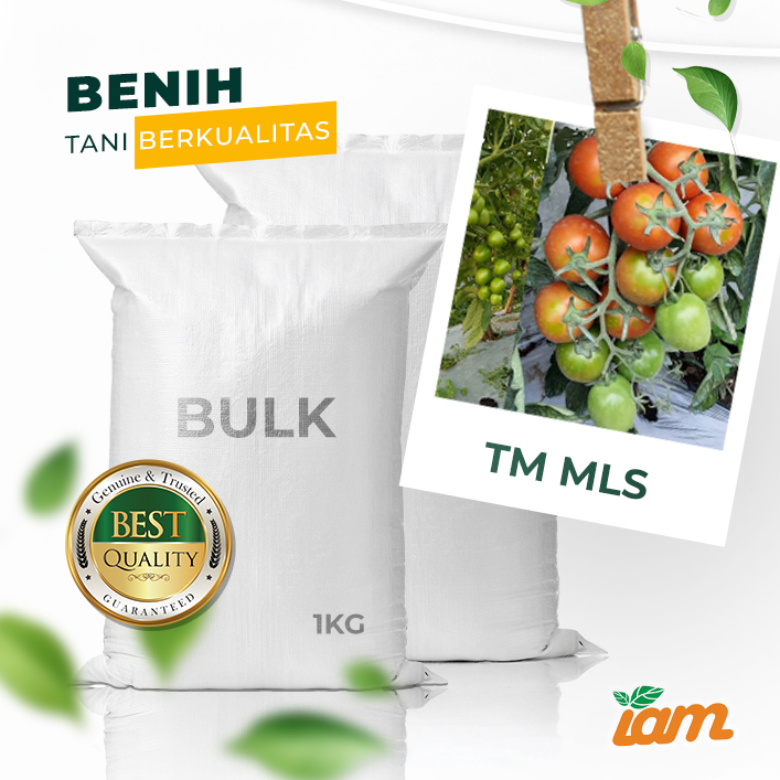 BULK 1kg – tomat F1 (TM MLS) - PT. Indoseed Agri Makmur
