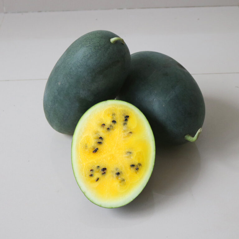 BULK 1kg – semangka F1 (WM 2003) - PT. Indoseed Agri Makmur