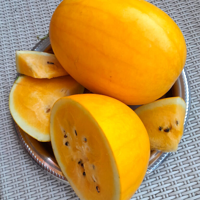 BULK 1kg – semangka F1 (WM 2006) - PT. Indoseed Agri Makmur
