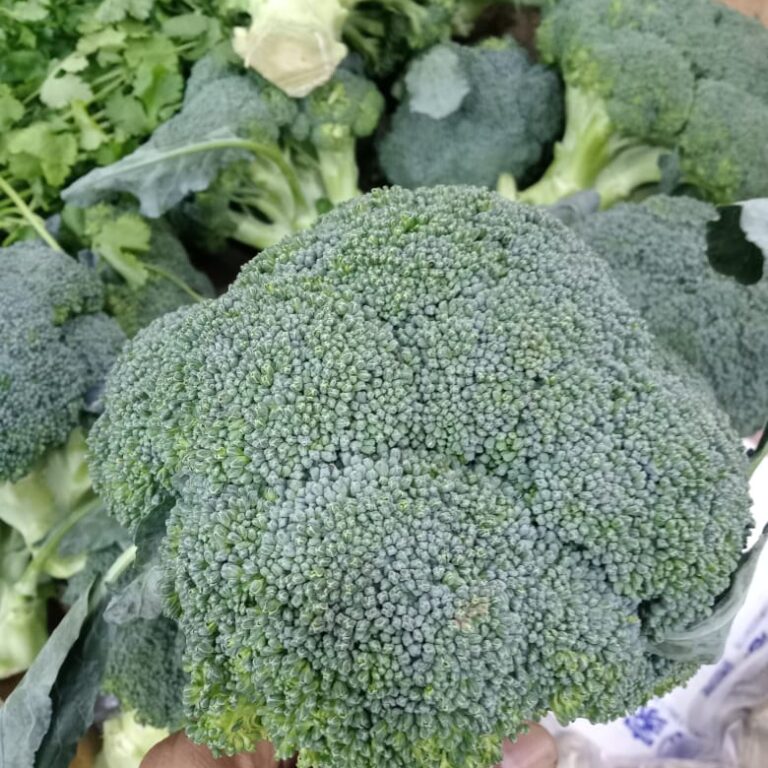 BULK 1kg – brokoli F1 (BRU 01) - PT. Indoseed Agri Makmur