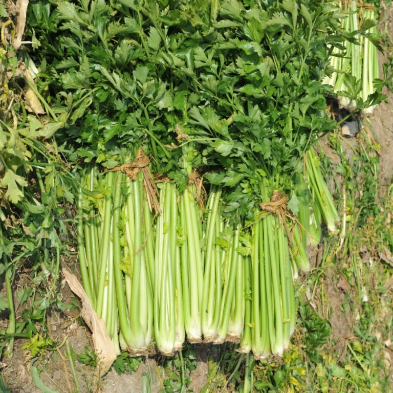 BULK 1kg – seledri F1 (SLDR 01) - PT. Indoseed Agri Makmur