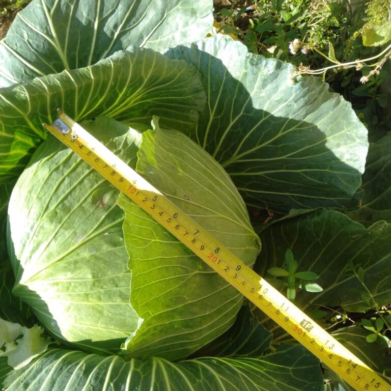 BULK 1kg – kubis F1 (KBS 01) - PT. Indoseed Agri Makmur