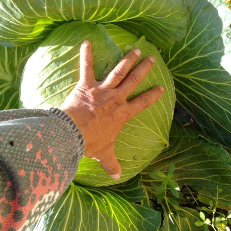 BULK 1kg – kubis F1 (KBS 01) - PT. Indoseed Agri Makmur