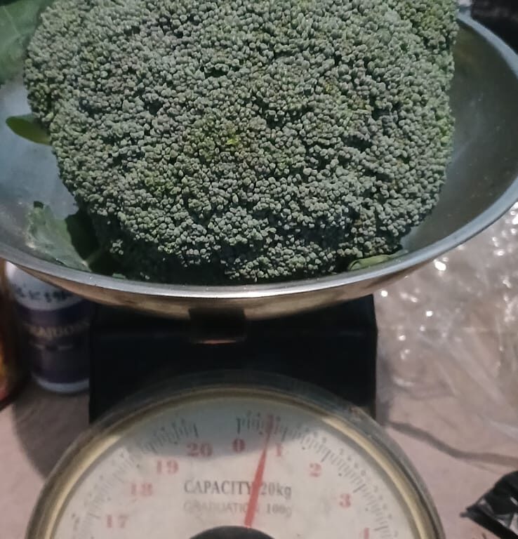 BULK 1kg – brokoli F1 (BRU 01) - PT. Indoseed Agri Makmur