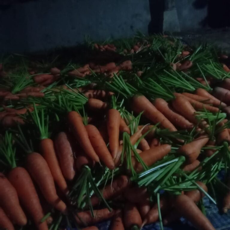 BULK 1kg – wortel F1 (CR 01) - PT. Indoseed Agri Makmur