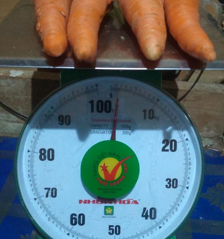 BULK 1kg – wortel F1 (CR 01) - PT. Indoseed Agri Makmur