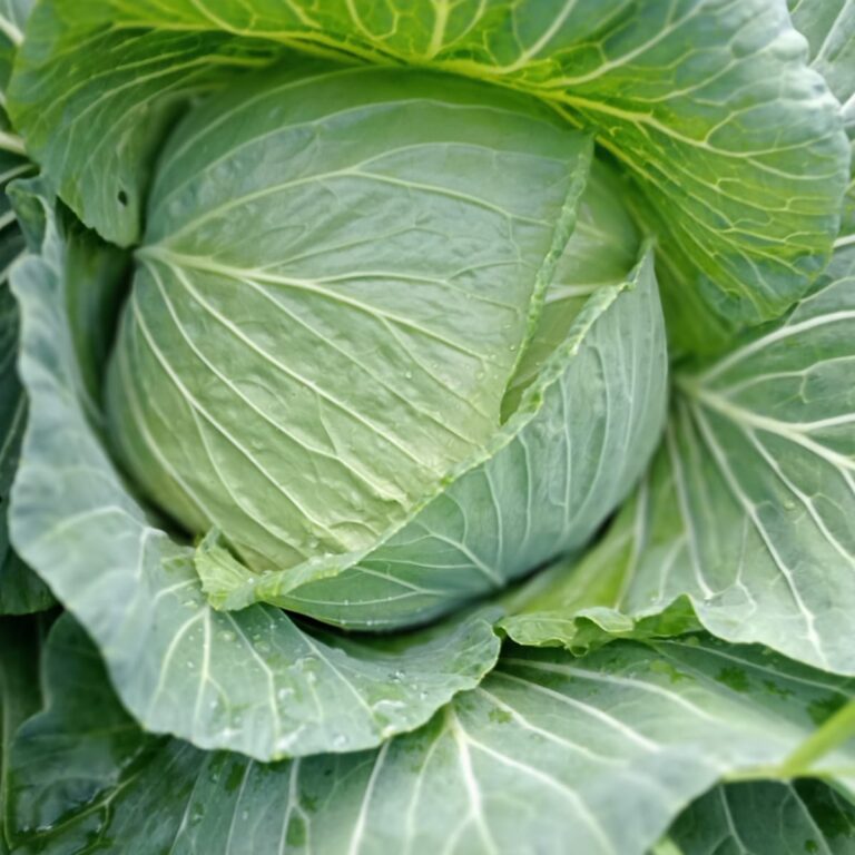BULK 1kg – kubis F1 (KBS 02) - PT. Indoseed Agri Makmur