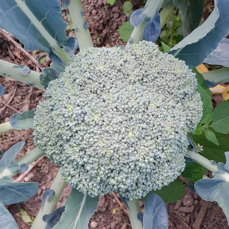BULK 1kg – brokoli F1 (BRU 01) - PT. Indoseed Agri Makmur