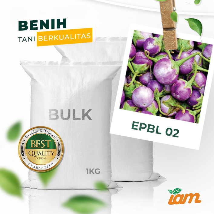 BULK 1kg – terong lalap OP (EPBL 02) - PT. Indoseed Agri Makmur