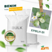 BULK 1kg – terong lalap OP (EPBLH 01) - PT. Indoseed Agri Makmur