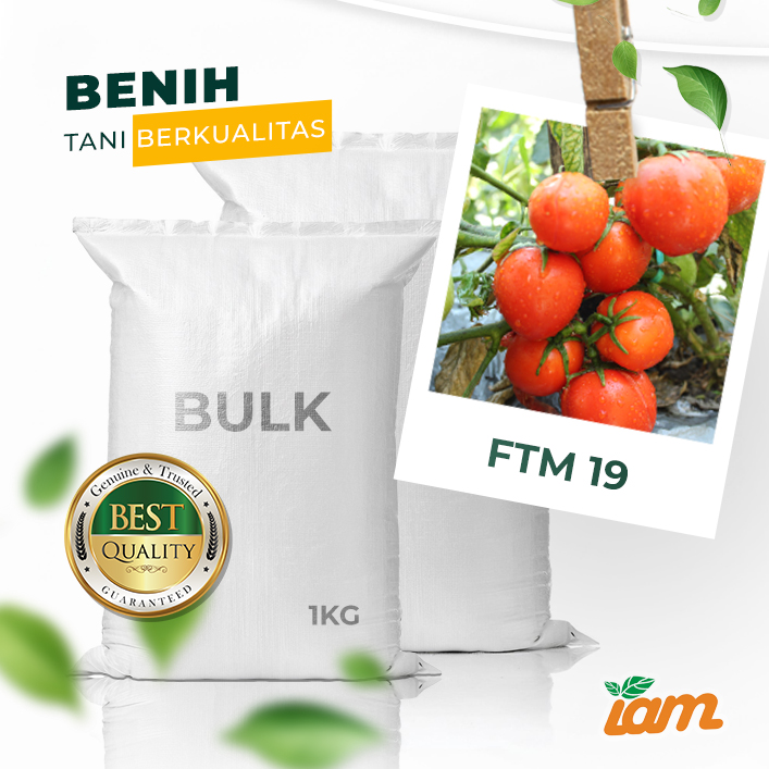 BULK 1kg – tomat l F1 (FTM 19) - PT. Indoseed Agri Makmur