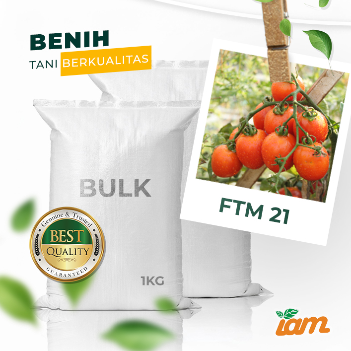 BULK 1kg – tomat l F1 (FTM 21) - PT. Indoseed Agri Makmur