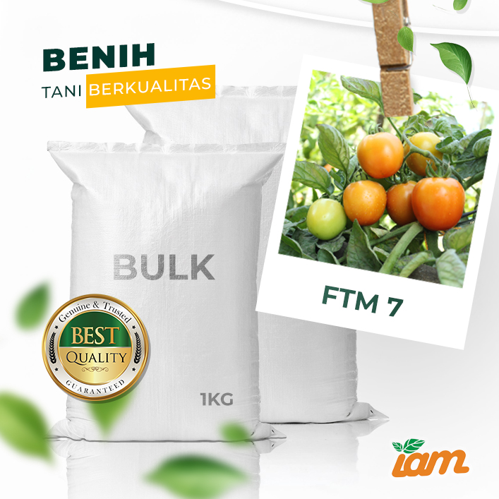 BULK 1kg – tomat l F1 (FTM 7) - PT. Indoseed Agri Makmur