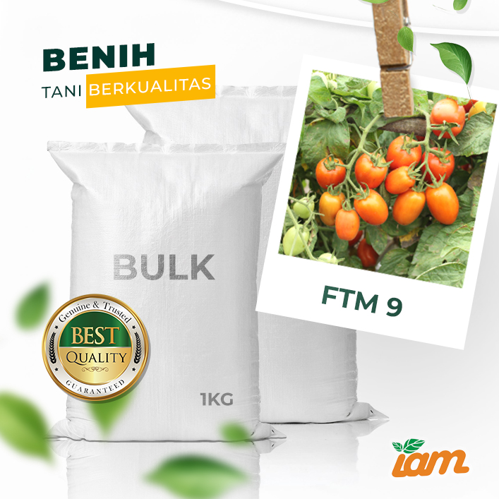 BULK 1kg – tomat l F1 (FTM 9) - PT. Indoseed Agri Makmur