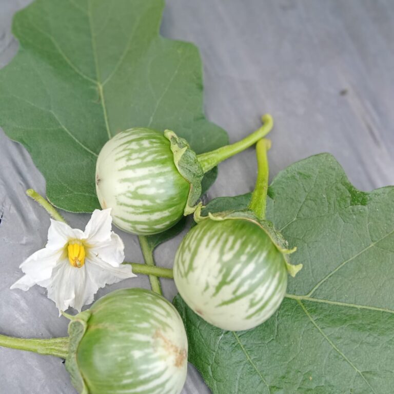 BULK 1kg – terong lalap OP (EPBLH 01) - PT. Indoseed Agri Makmur
