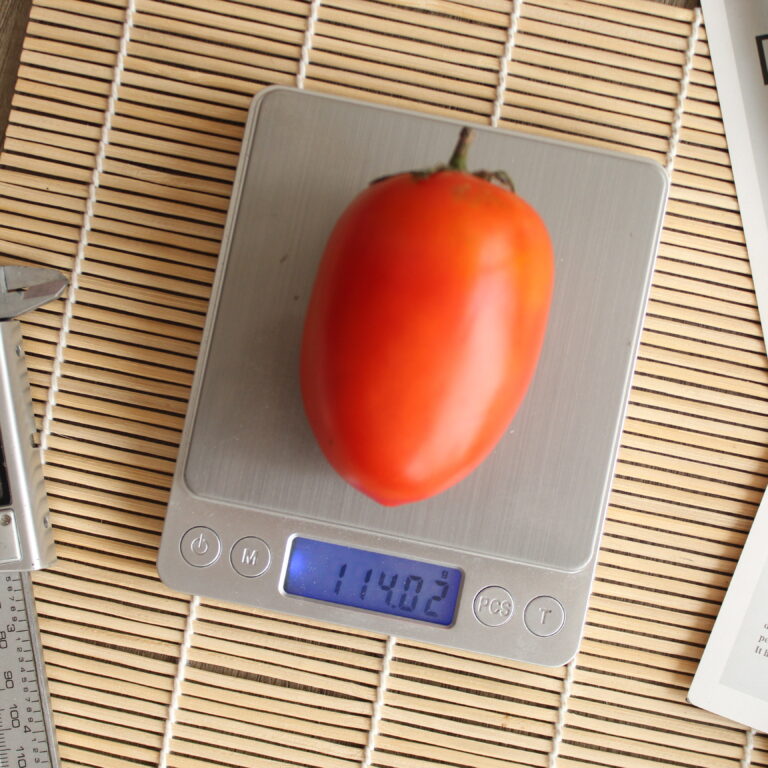 BULK 1kg – tomat l F1 (FTM 8) - PT. Indoseed Agri Makmur
