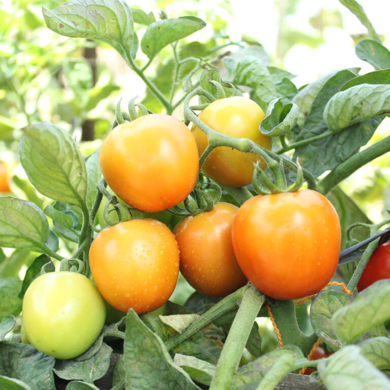 BULK 1kg – tomat l F1 (FTM 7) - PT. Indoseed Agri Makmur