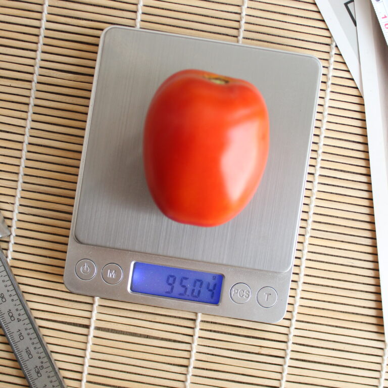 BULK 1kg – tomat l F1 (FTM 7) - PT. Indoseed Agri Makmur