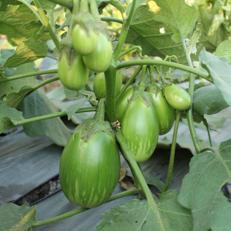 BULK 1kg – terong pondoh F1 (EP HB) - PT. Indoseed Agri Makmur