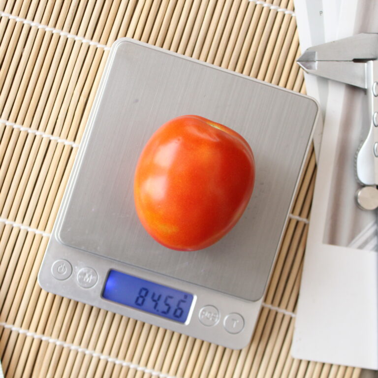 BULK 1kg – tomat l F1 (FTM 21) - PT. Indoseed Agri Makmur