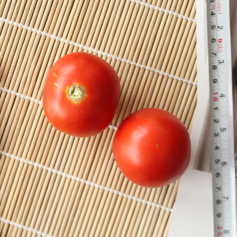 BULK 1kg – tomat l F1 (FTM 2) - PT. Indoseed Agri Makmur