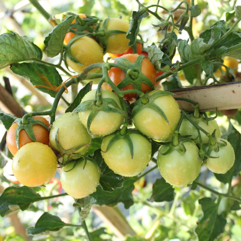 BULK 1kg – tomat l F1 (FTM 2) - PT. Indoseed Agri Makmur