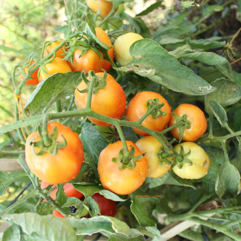 BULK 1kg – tomat l F1 (FTM 1) - PT. Indoseed Agri Makmur