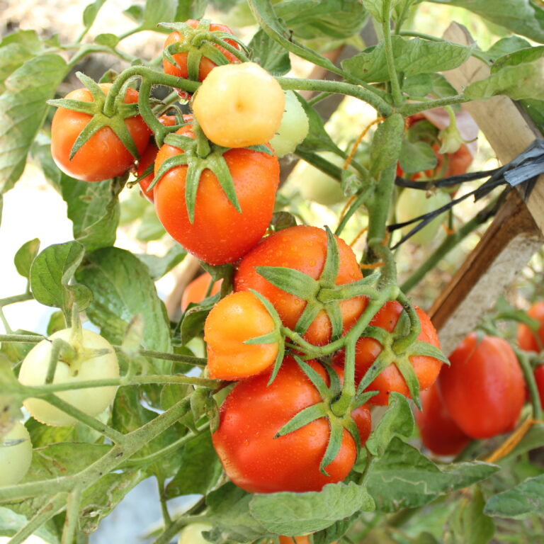 BULK 1kg – tomat l F1 (FTM 1) - PT. Indoseed Agri Makmur