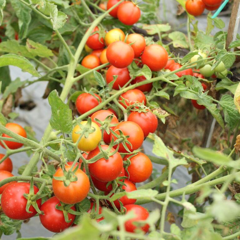 BULK 1kg – tomat l F1 (FTM 15) - PT. Indoseed Agri Makmur