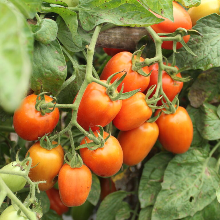 BULK 1kg – tomat l F1 (FTM 9) - PT. Indoseed Agri Makmur