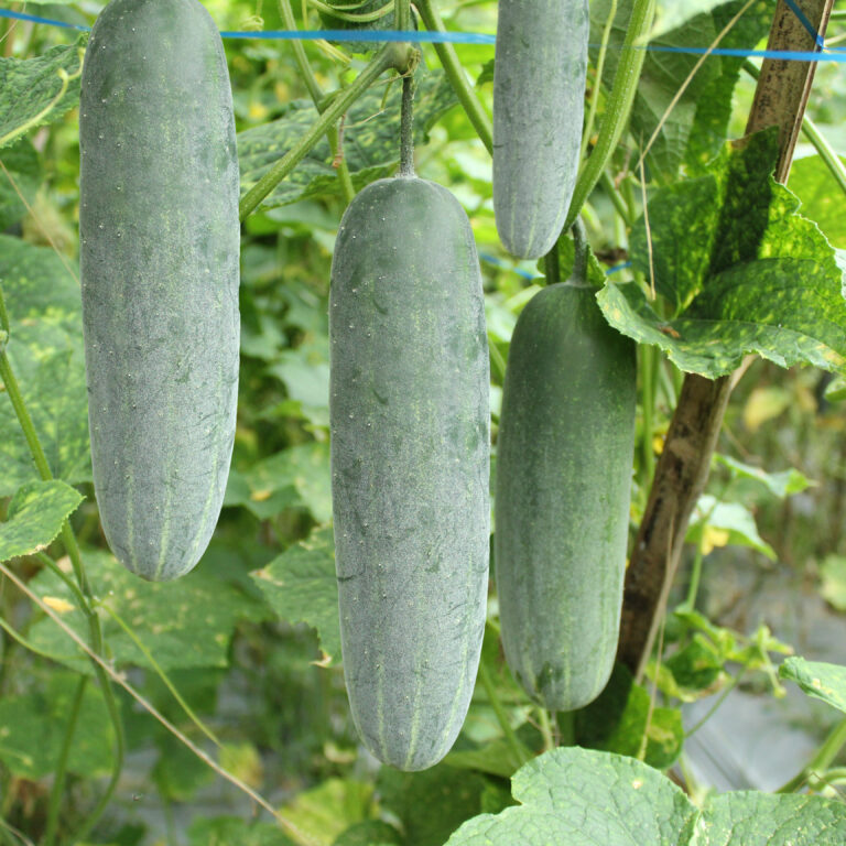 BULK 1kg – timun F1 (S5) - PT. Indoseed Agri Makmur
