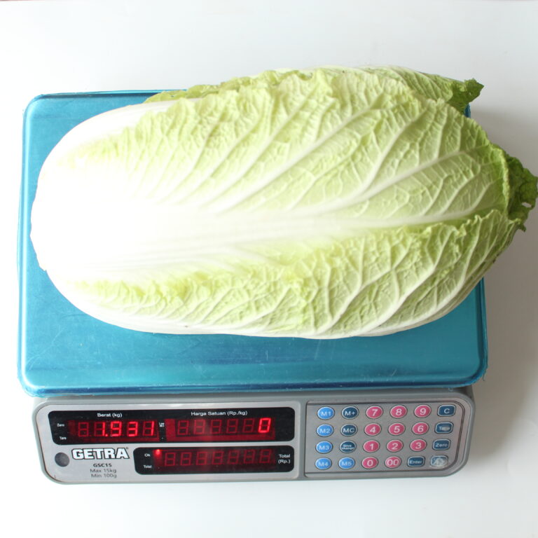 BULK 1kg – Sawi box F1 (FCHC 06) - PT. Indoseed Agri Makmur