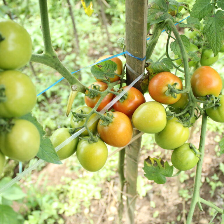 BULK 1kg – tomat l F1 (FTM 12) - PT. Indoseed Agri Makmur