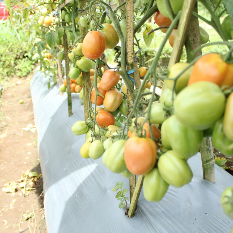 BULK 1kg – tomat l F1 (FTM 8) - PT. Indoseed Agri Makmur