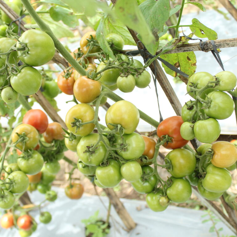 BULK 1kg – tomat l F1 (FTM 5) - PT. Indoseed Agri Makmur