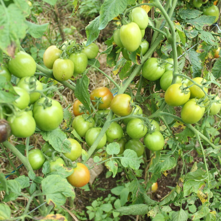 BULK 1kg – tomat l F1 (FTM 12) - PT. Indoseed Agri Makmur