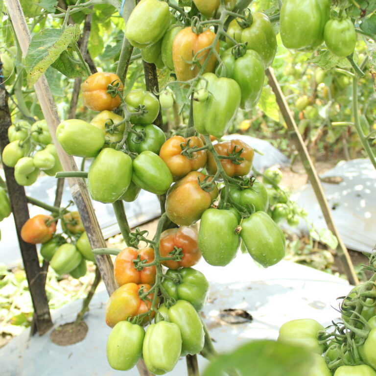 BULK 1kg – tomat l F1 (FTM 14) - PT. Indoseed Agri Makmur