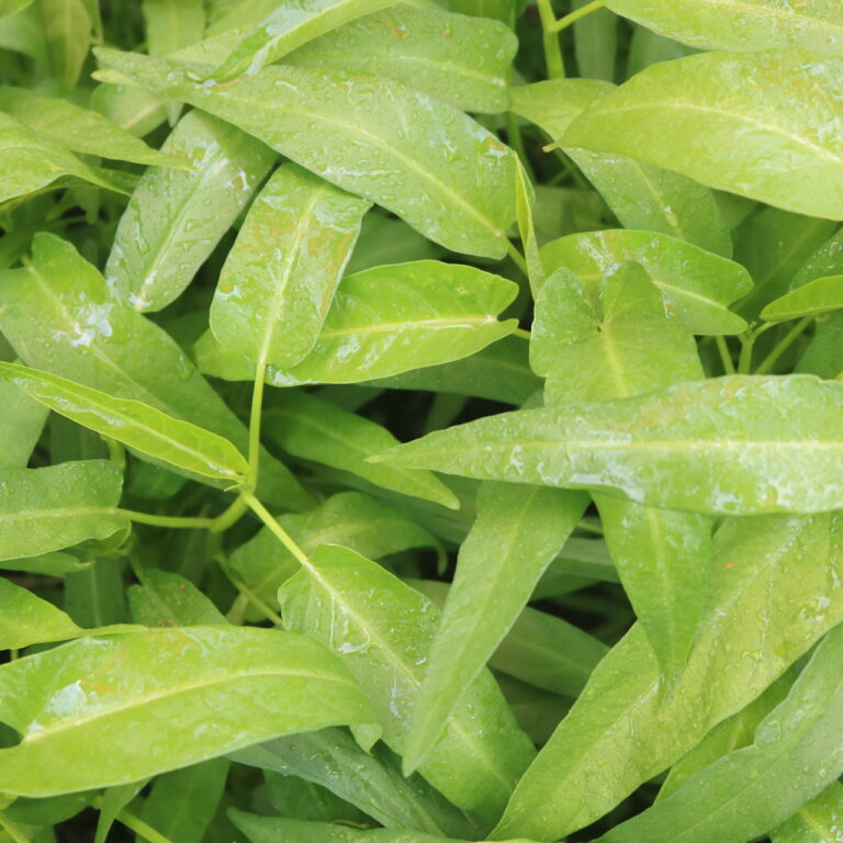 BULK 1kg – kangkung daun lebar OP (KKL 01) - PT. Indoseed Agri Makmur