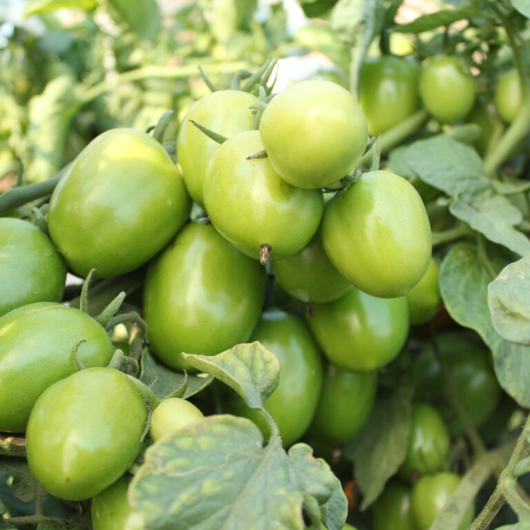 BULK 1kg – tomat l F1 (FTM 11) - PT. Indoseed Agri Makmur