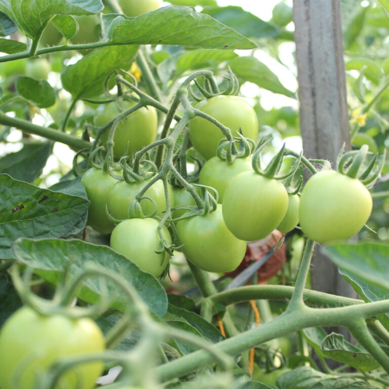 BULK 1kg – tomat l F1 (FTM 7) - PT. Indoseed Agri Makmur