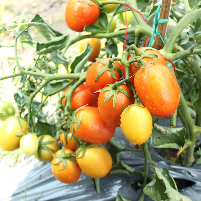 BULK 1kg – tomat l F1 (FTM 17) - PT. Indoseed Agri Makmur