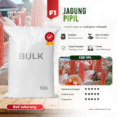 BULK 1kg – jagung pipil F1 (PIPIL) - PT. Indoseed Agri Makmur